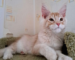 Кошки в Москве: Котята породы мейн-кун Мальчик, 45 000 руб. - фото 1