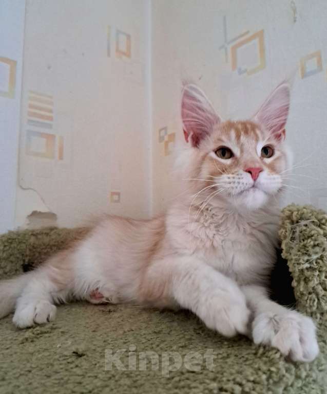 Кошки в Москве: Котята породы мейн-кун Мальчик, 45 000 руб. - фото 1