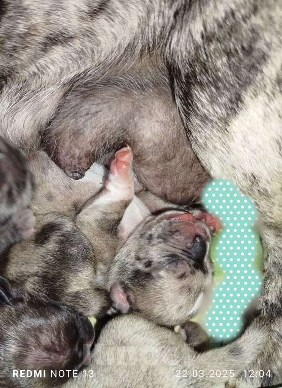 Собаки в других городах Ставропольского края: Продам цветных мопс. Тигровые, Мерле.  Мальчик, 25 000 руб. - фото 6