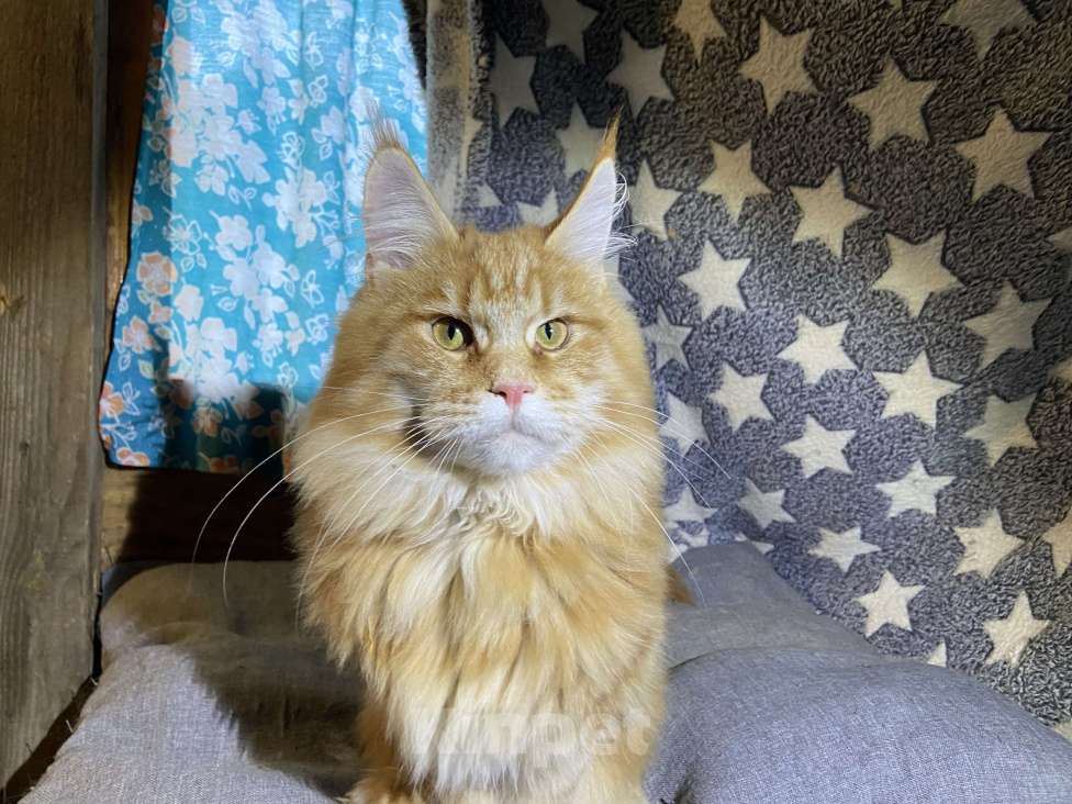 Кошки в Москве: Мейн-кун девочка Девочка, 35 000 руб. - фото 1