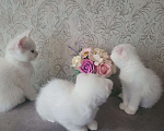 Кошки в Тюмени: Продам котят-британцев Девочка, 5 000 руб. - фото 4