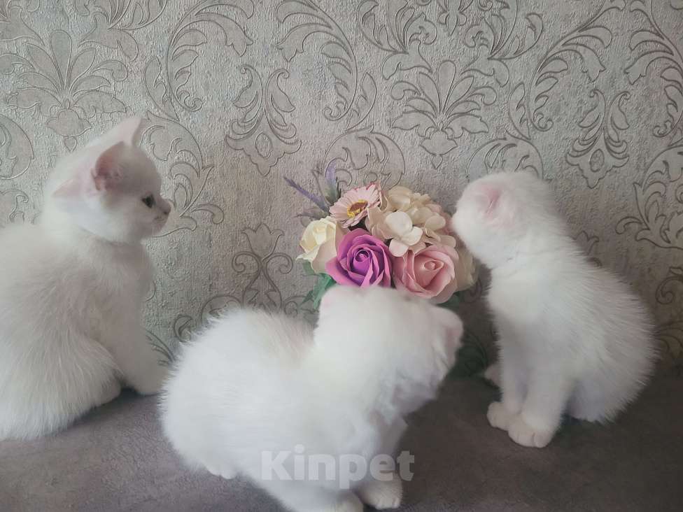 Кошки в Тюмени: Продам котят-британцев Девочка, 5 000 руб. - фото 4