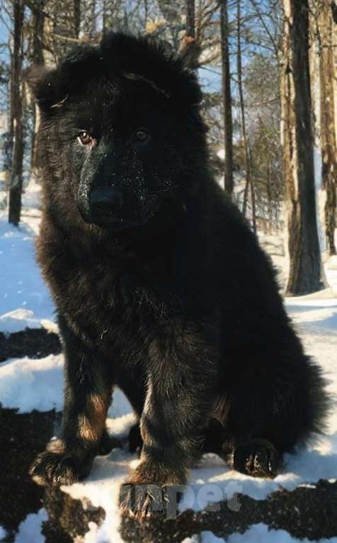 Собаки в других городах Приморского края: Черно- подпалая длинношерстная сука немецкой овчарки. Девочка, 50 000 руб. - фото 2