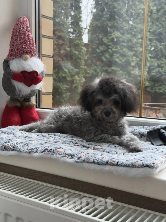 Собаки в Ейске: Карликовый пудель Девочка, 190 000 руб. - фото 2