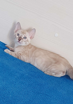 Бенгальский котенок