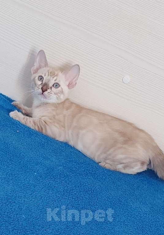 Кошки в Москве: Бенгальский котенок Мальчик, 75 000 руб. - фото 1