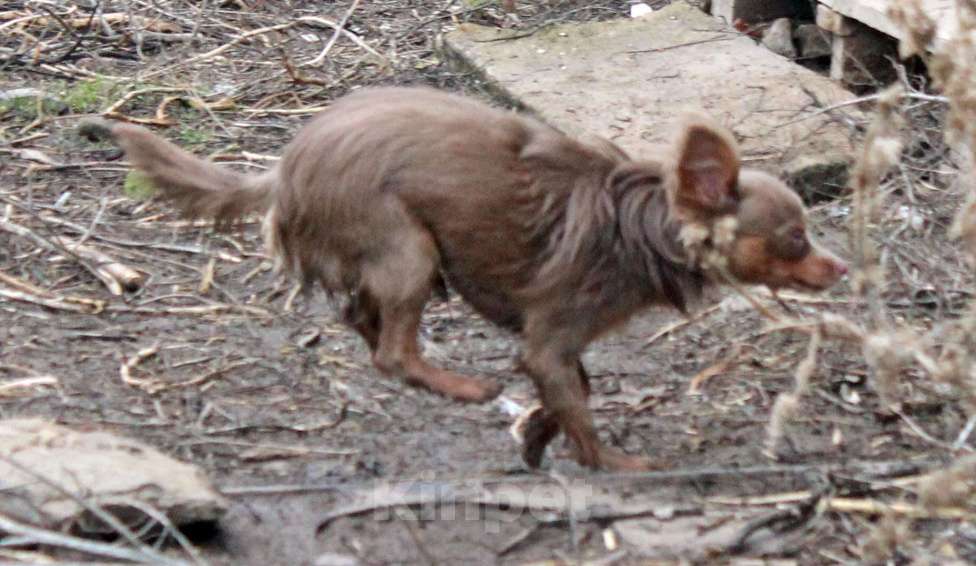 Собаки в Волгограде: Эксклюзивный - Мальчик лиловый длинношерстный Мальчик, 50 000 руб. - фото 4