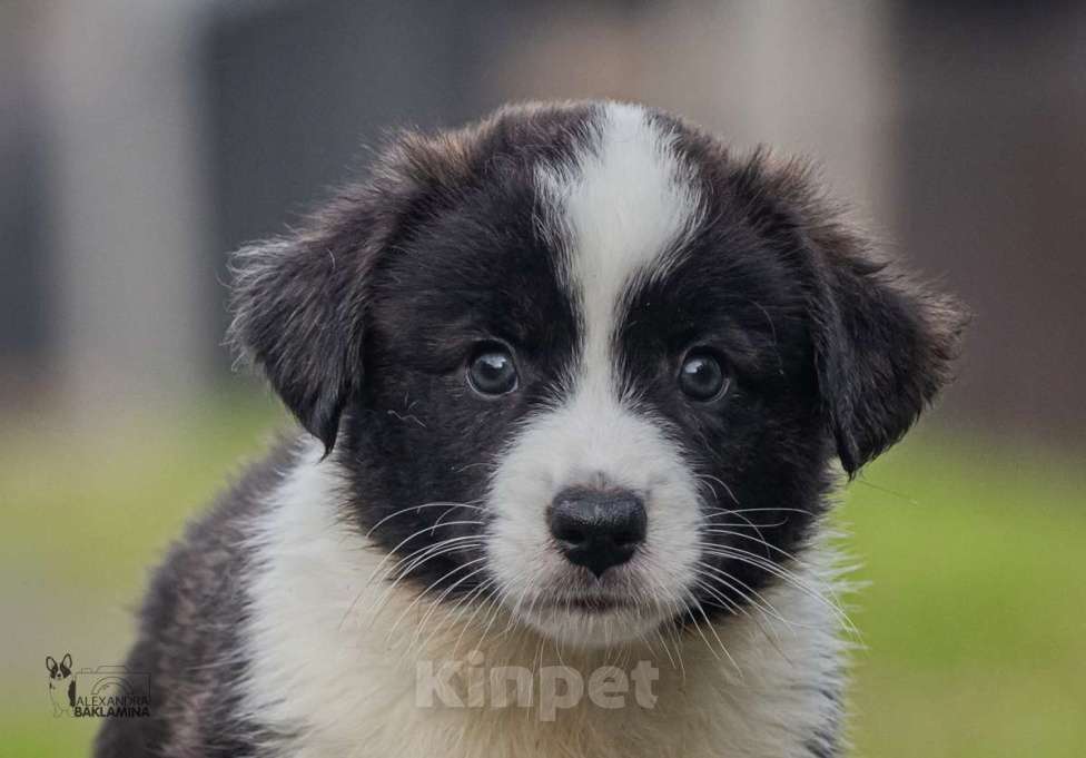 Собаки в Москве: Алеша Мальчик, 50 000 руб. - фото 7