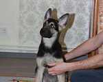 Собаки в Белгороде: Кобель ВЕО вязка Мальчик, 2 400 руб. - фото 4