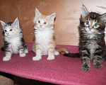 Кошки в Оленегорске: Котята мейн-кун, 7 000 руб. - фото 1