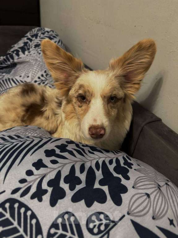 Собаки в Санкт-Петербурге: Щенок корги кардиган мраморный  Мальчик, 15 000 руб. - фото 2