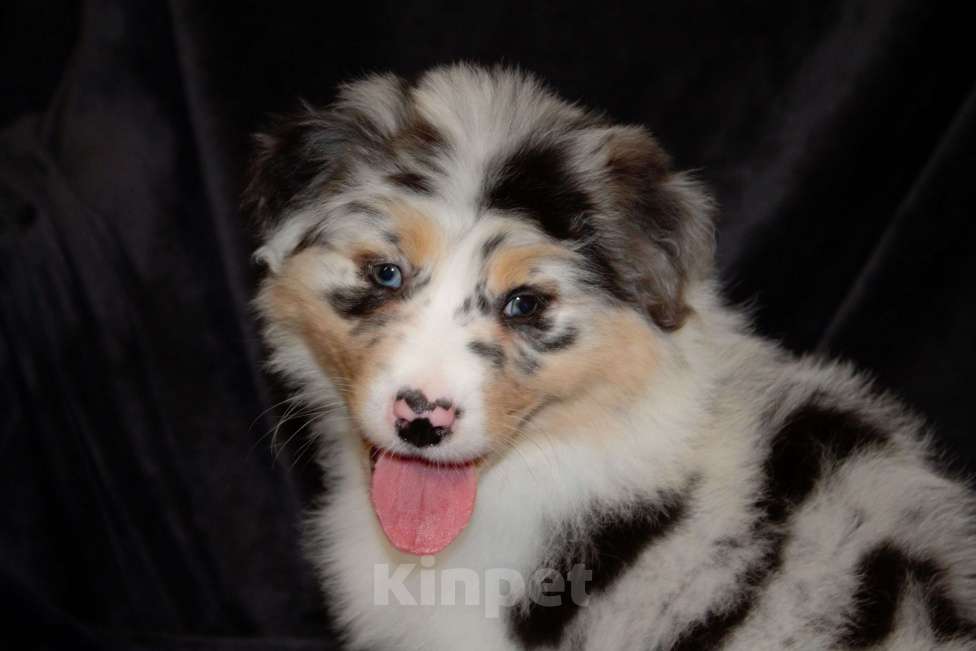 Собаки в других городах Московской области: Австралийская овчарка (аусси) Мальчик, 100 000 руб. - фото 5