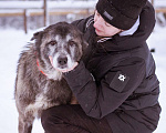 Собаки в Москве: Красивая и мудрая собака ищет дом Девочка, Бесплатно - фото 6