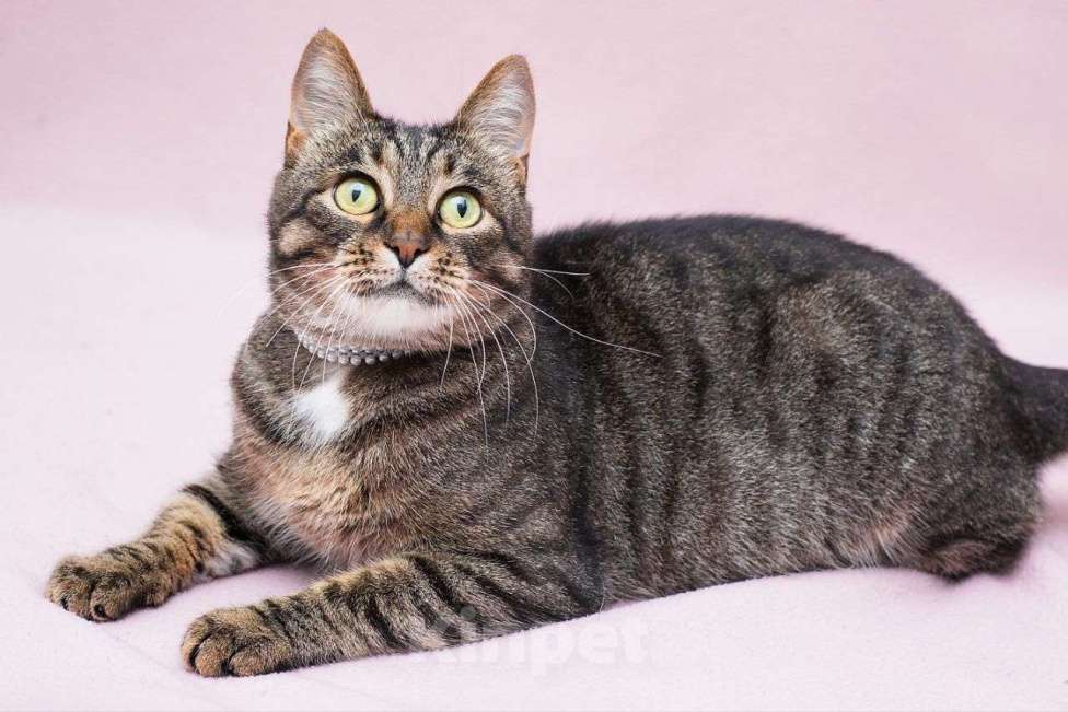 Кошки в Москве: Подосатая кошечка в добрые руки  Девочка, Бесплатно - фото 1