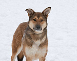 Собаки в Москве: Лисичка Цири ищет дом, 3 года  Девочка, Бесплатно - фото 4