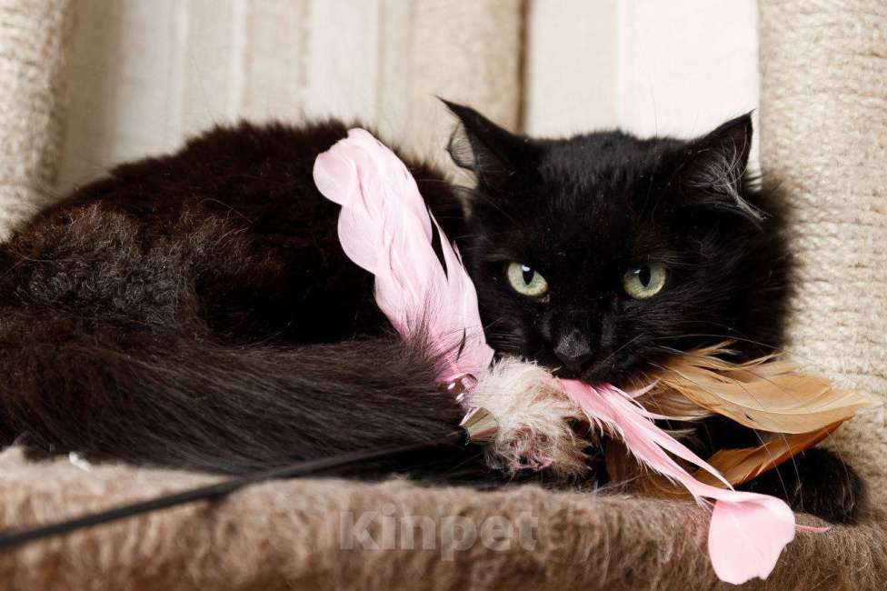 Кошки в Москве: Пушистая кошка в добрые руки Девочка, 15 руб. - фото 9