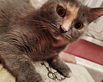 Кошки в Москве: Кошка Дымка, 3 года Девочка, Бесплатно - фото 2