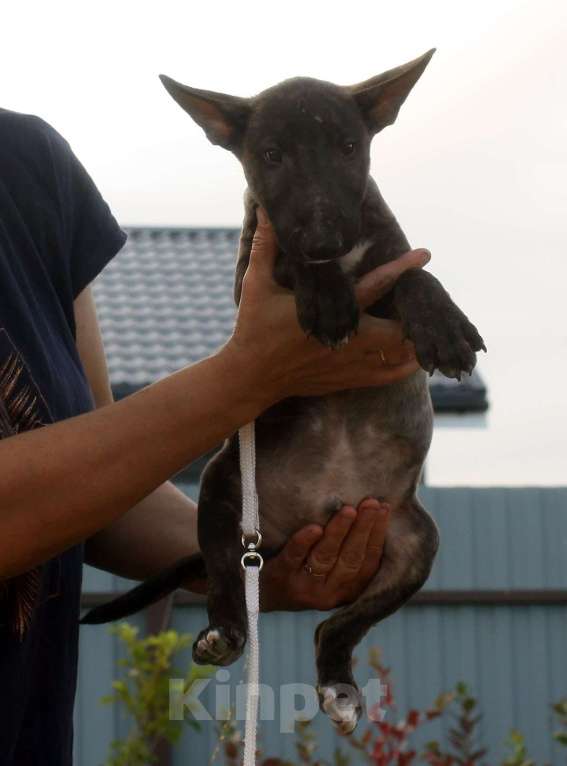 Собаки в Всеволожске: ММ НУРЛАН ЗАВОЕВАТЕЛЬ  Мальчик, Бесплатно - фото 2