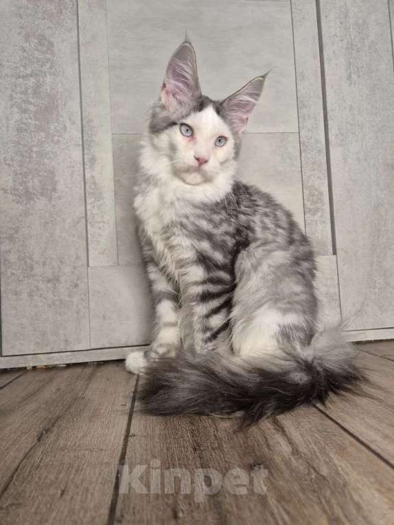 Кошки в Москве: Котенок Мей-Кун Мальчик, 40 000 руб. - фото 3