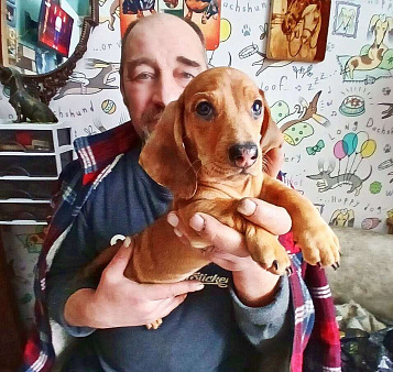 Щенок таксы стандартной