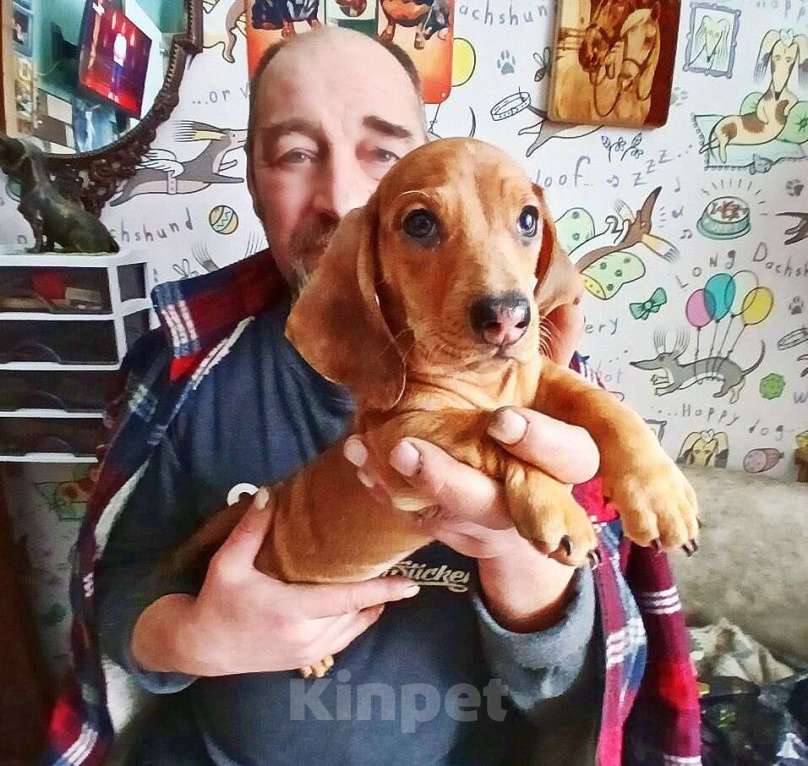 Собаки в Подольске: Щенок таксы стандартной Мальчик, 40 000 руб. - фото 1