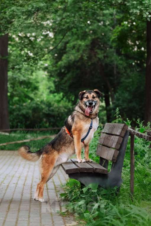 Собаки в Москве: Лучший Бро в добрые руки Мальчик, Бесплатно - фото 8