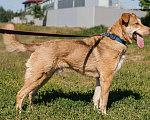 Собаки в Химках: Солнечный пес Мальчик, Бесплатно - фото 6