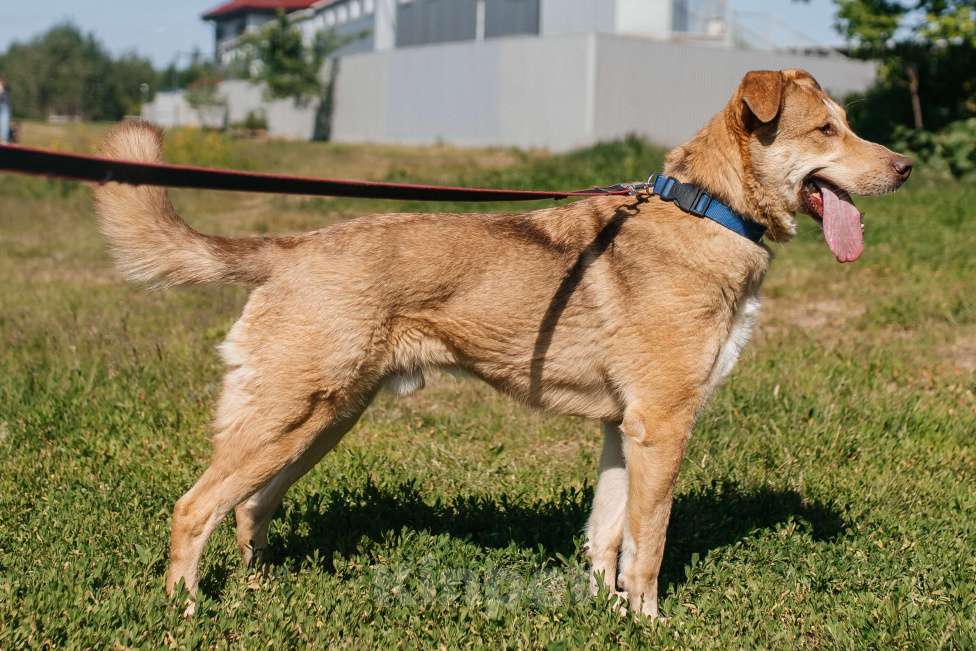 Собаки в Химках: Солнечный пес Мальчик, Бесплатно - фото 6