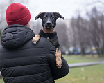 Собаки в Москве: Щенок Парсифаль ищет Вас для большой дружбы! Мальчик, Бесплатно - фото 6