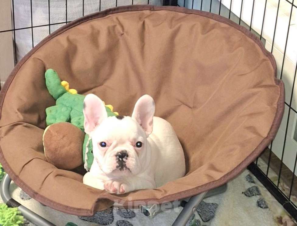 Собаки в Домодедово: Девочка французского бульдога. Метрика РКФ.  Родители проверены на генетические заболевания.   Девочка, 75 000 руб. - фото 2