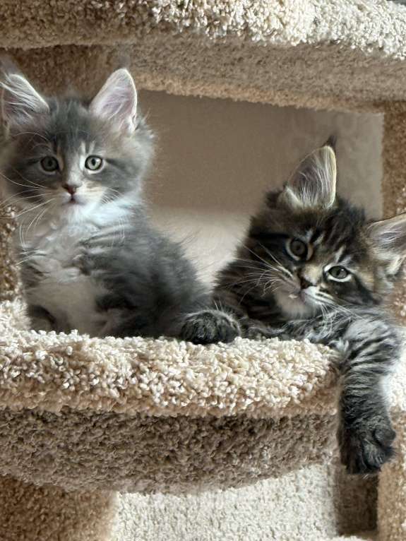 Кошки в Новосибирске: Мейкун  Девочка, Бесплатно - фото 7