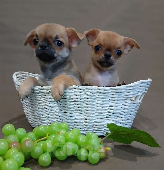 Собаки в Туле: Мальчики и девочки чихуахуа Разнополые, 15 000 руб. - фото 9