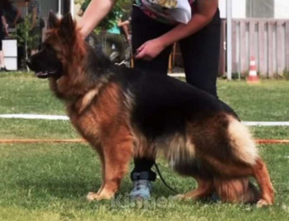 Собаки в Балашихе: яркий щенок немецкой овчарки длиношерстный Мальчик, 70 000 руб. - фото 1