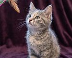 Кошки в Москве: Котеночек Шурочка ищет дом. Девочка, Бесплатно - фото 3