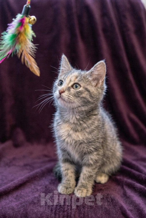 Кошки в Москве: Котеночек Шурочка ищет дом. Девочка, Бесплатно - фото 3
