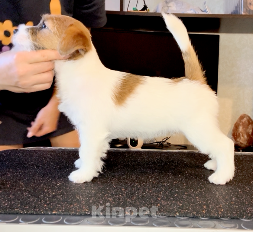 Собаки в Санкт-Петербурге: Девочка Джек Рассел терьера  Девочка, 80 000 руб. - фото 5