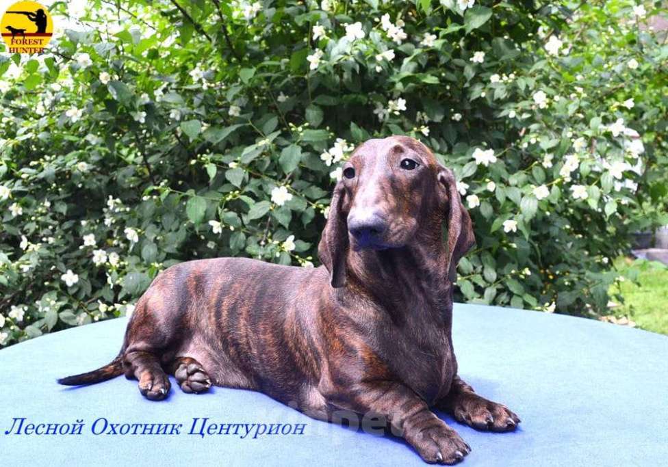 Собаки в Москве: Щенки таксы стандартной Мальчик, 50 000 руб. - фото 3