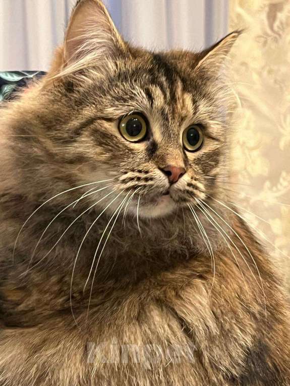 Кошки в Домодедово: Одри Девочка, 1 000 руб. - фото 2