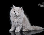 Кошки в Санкт-Петербурге: Британский длинношерстный котик Мальчик, 5 000 руб. - фото 2