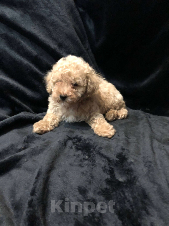 Собаки в Москве: Щенок мальтипу окрас шампань Мальчик, 55 000 руб. - фото 1