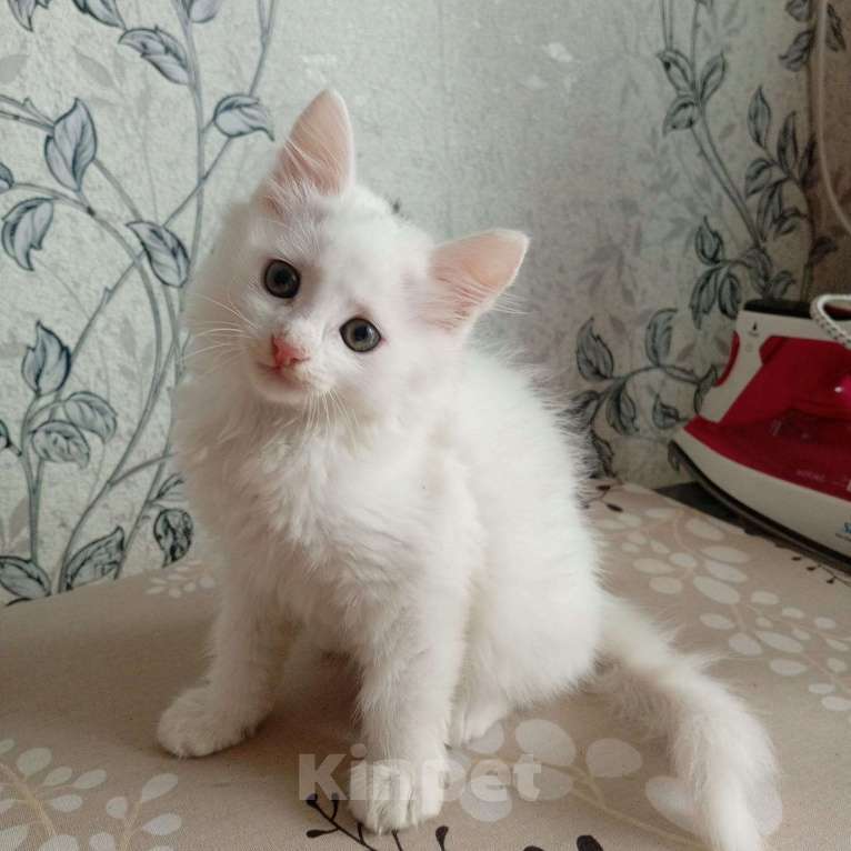 Кошки в других городах Приморского края: Отдам в добрые руки Мальчик, Бесплатно - фото 4