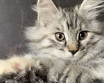 Кошки в Челябинске: Котенок Курильский бобтейл Девочка, 35 000 руб. - фото 1