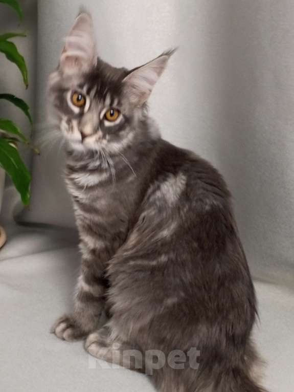 Кошки в Москве: Добрейшае, замурчалка Девочка, Бесплатно - фото 3