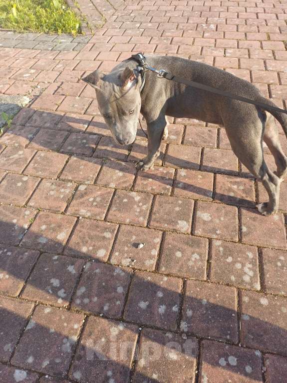 Собаки в Калининграде: Продать собаку  Мальчик, 20 000 руб. - фото 3