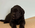 Собаки в Богородске: Предварительное бронирование на щенков лабрадора ретривера шоу Девочка, Бесплатно - фото 1