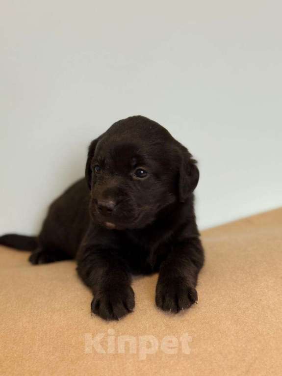 Собаки в Богородске: Предварительное бронирование на щенков лабрадора ретривера шоу Девочка, Бесплатно - фото 1