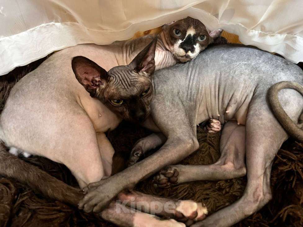 Кошки в Москве: Вязка канадский сфинкс Мальчик, 1 руб. - фото 2