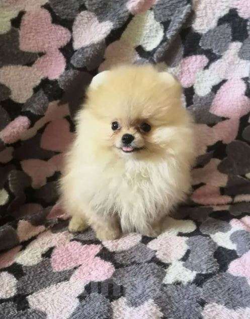 Собаки в Самаре: Шпиц Мальчик, 55 000 руб. - фото 3