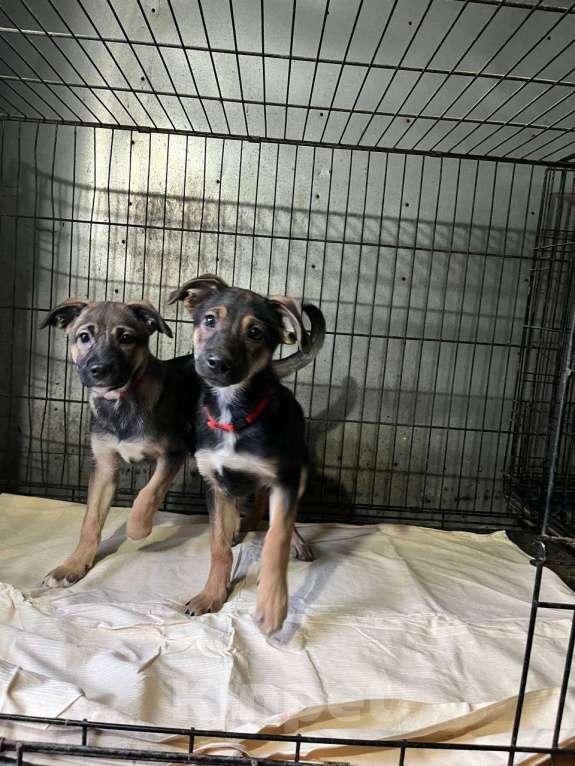 Собаки в Ногинске: Две сестрёнки ищут дом Девочка, Бесплатно - фото 6