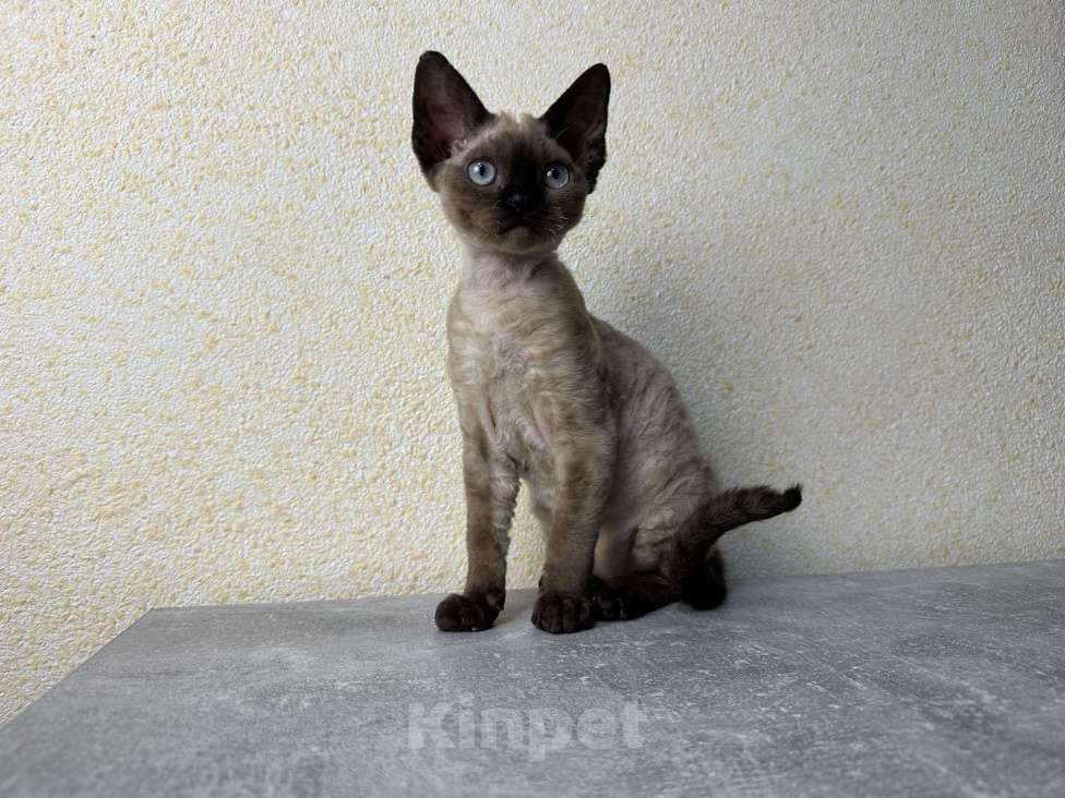 Кошки в Москве: Минковая кошечка девон рекс Девочка, 85 000 руб. - фото 4